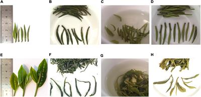 The molecular mechanisms of quality difference for Alpine Qingming green tea and Guyu green tea by integrating multi-omics